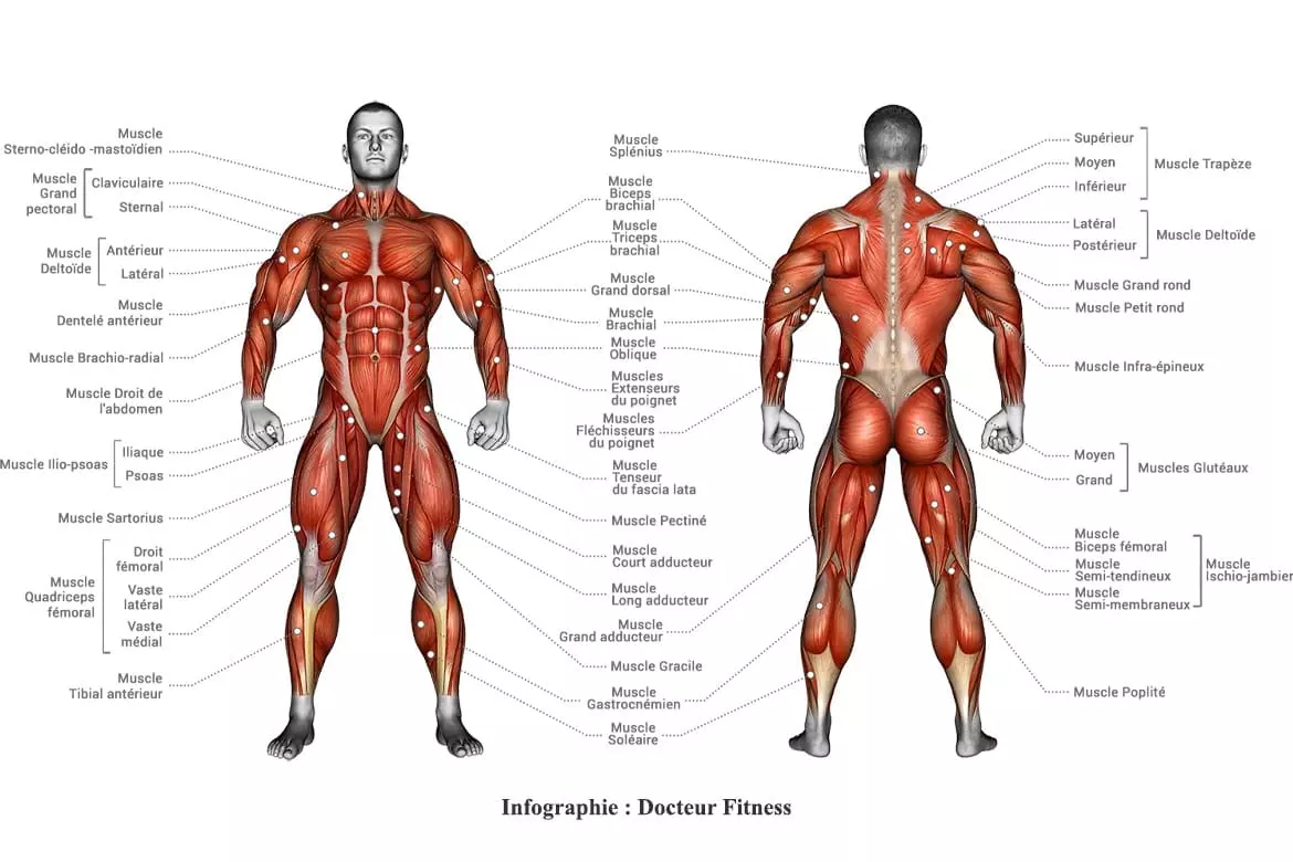 https://www.body-burn.com/wp-content/uploads/2023/06/anatomie-musculaire-du-corps-humain.webp