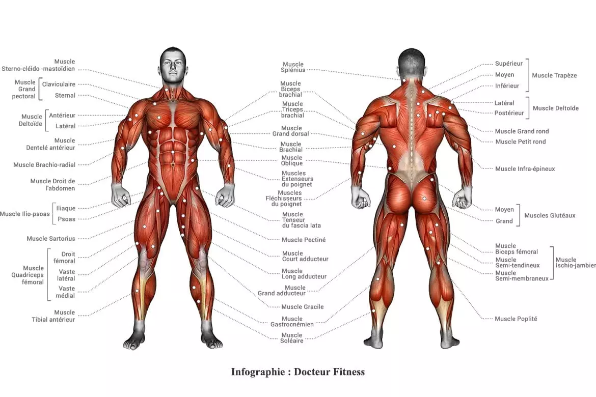 Anatomie musculaire du corps humain