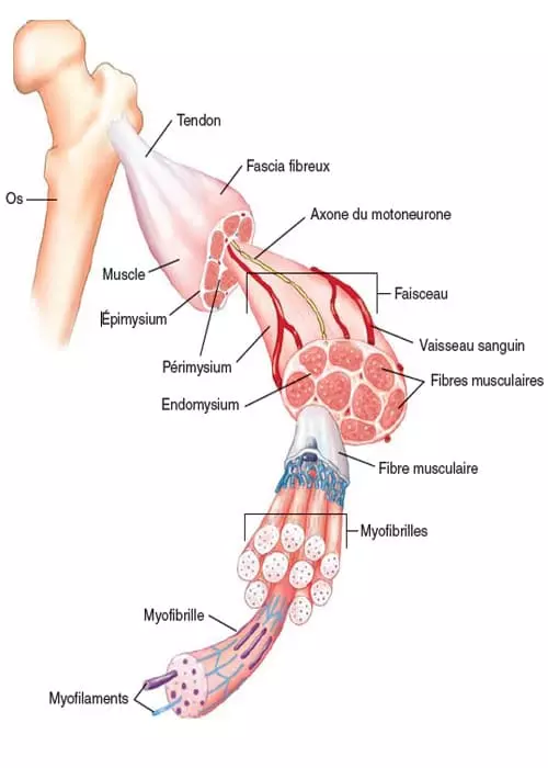 Composition d'un muscle