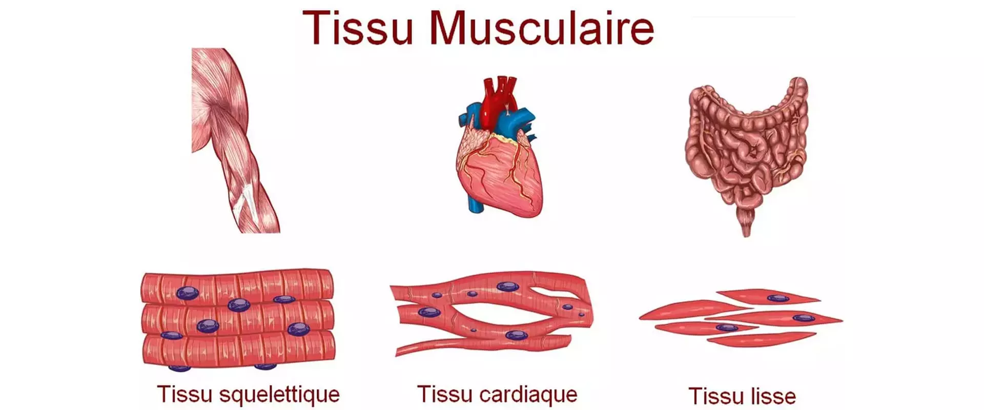 Anatomie muscles du dos - Body Burn