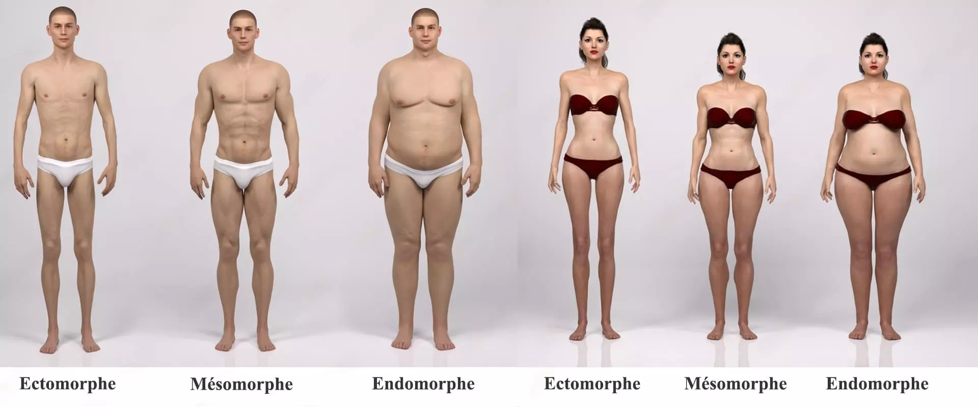 Infographie ectomorphe, mésomorphe et endomorphe