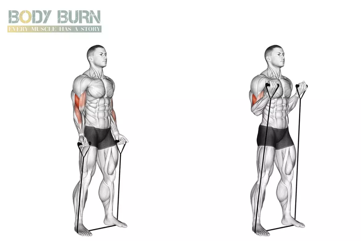 Curl unilatéral avec sangles de suspension : Comment et Pourquoi cet  Exercices Biceps ?