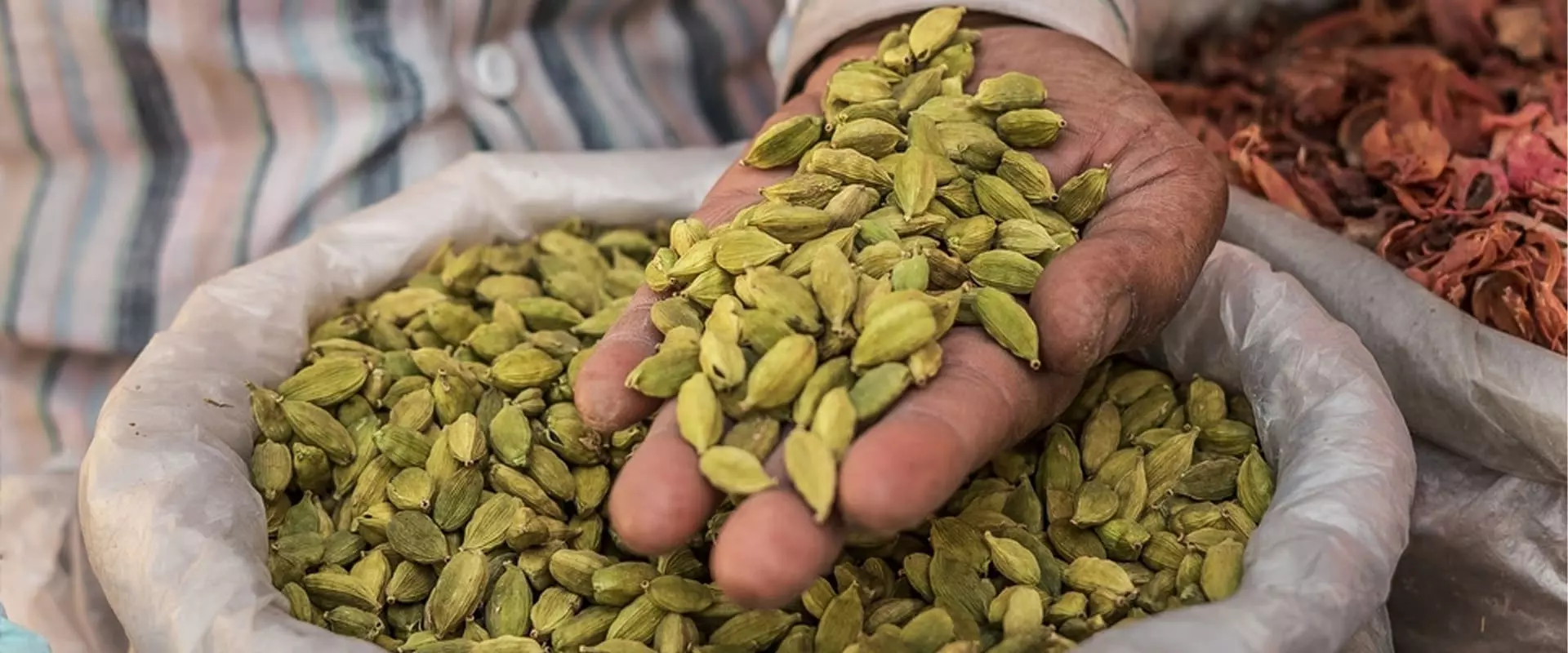 La Cardamome : Une épice idéale pour les sportifs - Musculation et Fitness