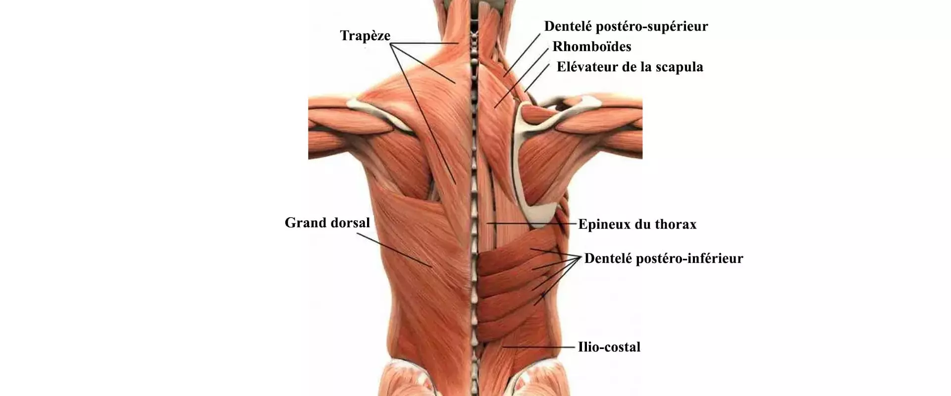 Anatomie muscles du dos - Body Burn