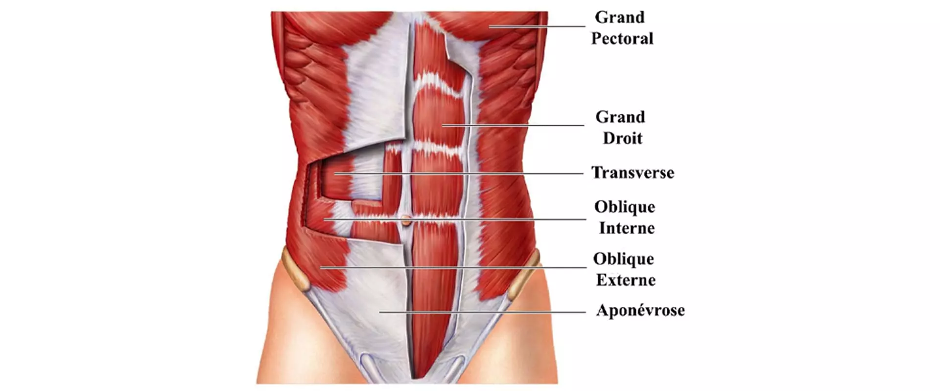 Anatomie Muscles abdominaux 