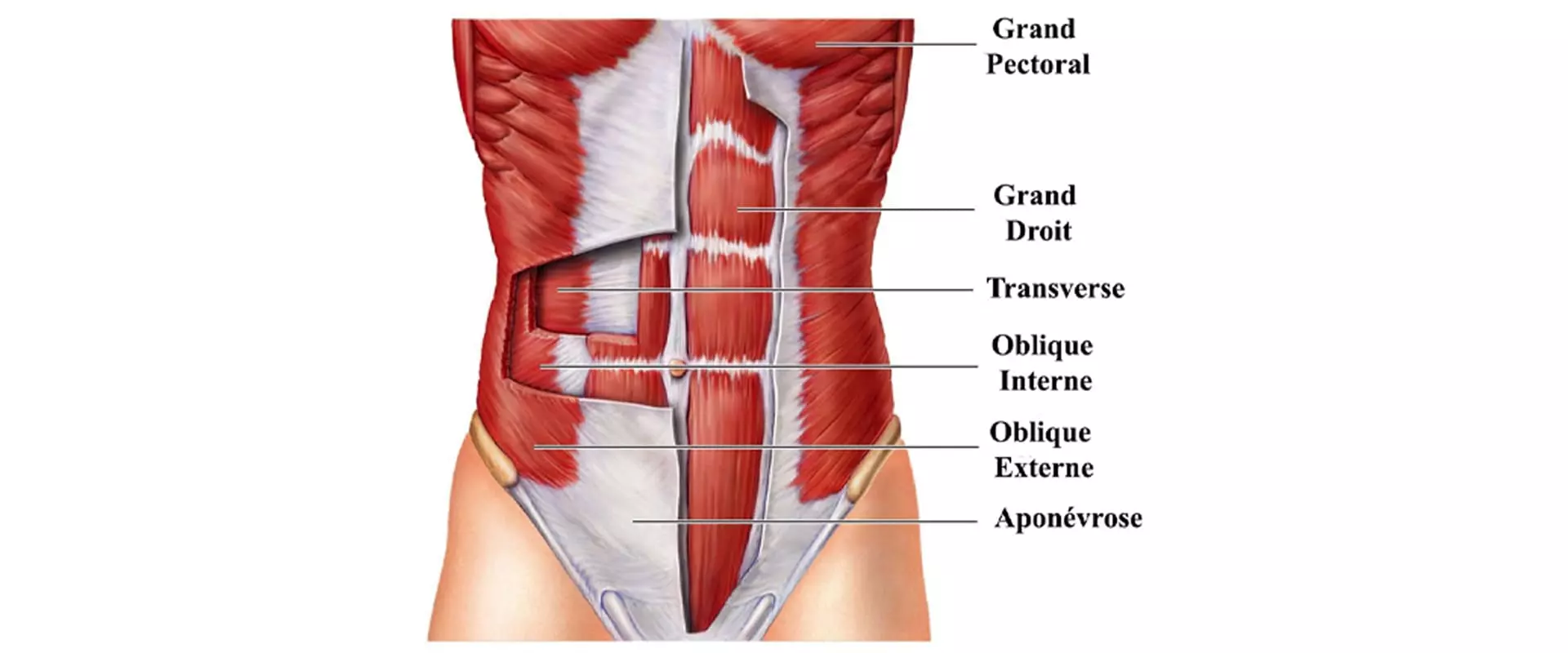 Anatomie muscles abdominaux : transverse, obliques, grand droit