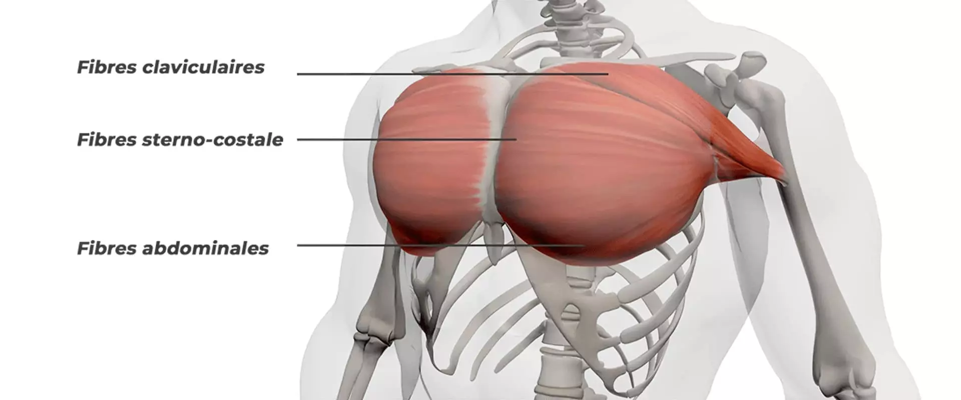 Anatomie Muscle grand pectoral