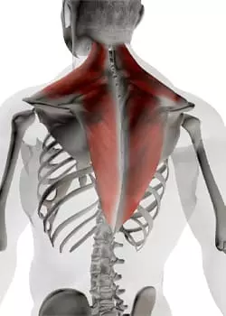 Anatomie muscles du dos - Body Burn