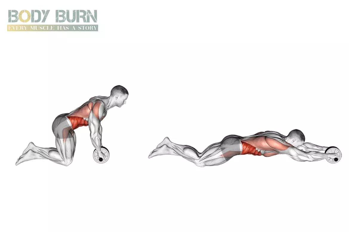 Anatomie muscles du dos - Body Burn