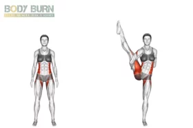 Anatomie muscles du dos - Body Burn