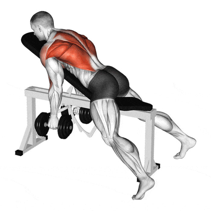 Exercice : Rowing haltères sur banc incliné – Crédit illustration © Makatserchyk