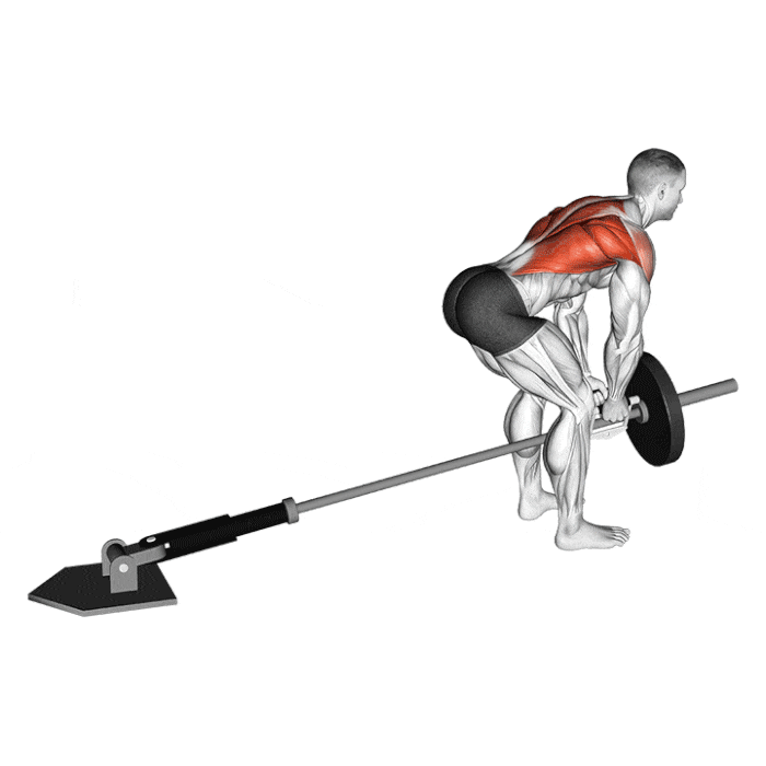 Exercice : Rowing T-bar – Crédit illustration © Makatserchyk